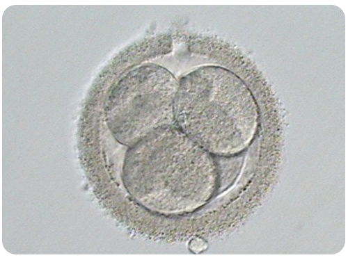 assisted hatching of embryo