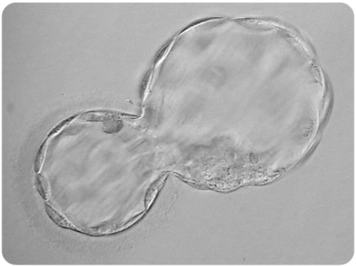 hatching blastocyst