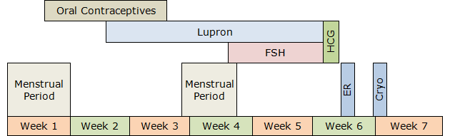 embryo banking timeline