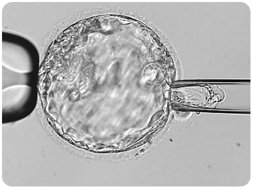 pgt embryo biopsy
